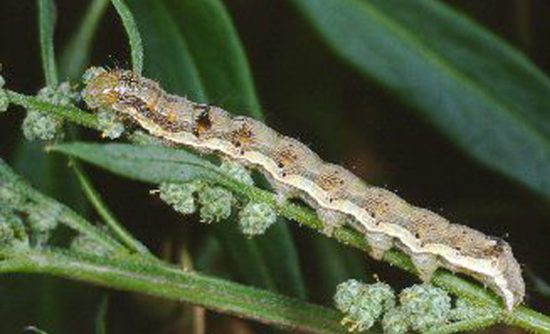 bollworm2.png