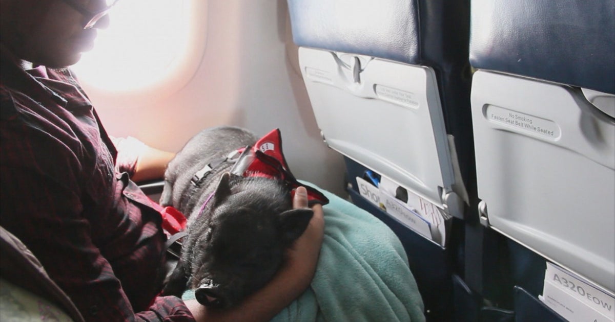 How Airline Passengers Game Emotional Support Animal System Cbs News