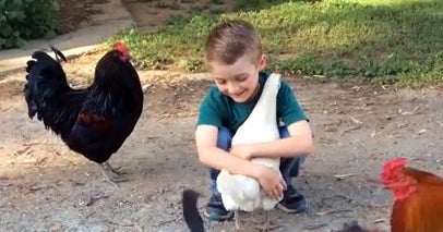 Skeptical chicken gives little boy a hug, on The Feed! CBS News
