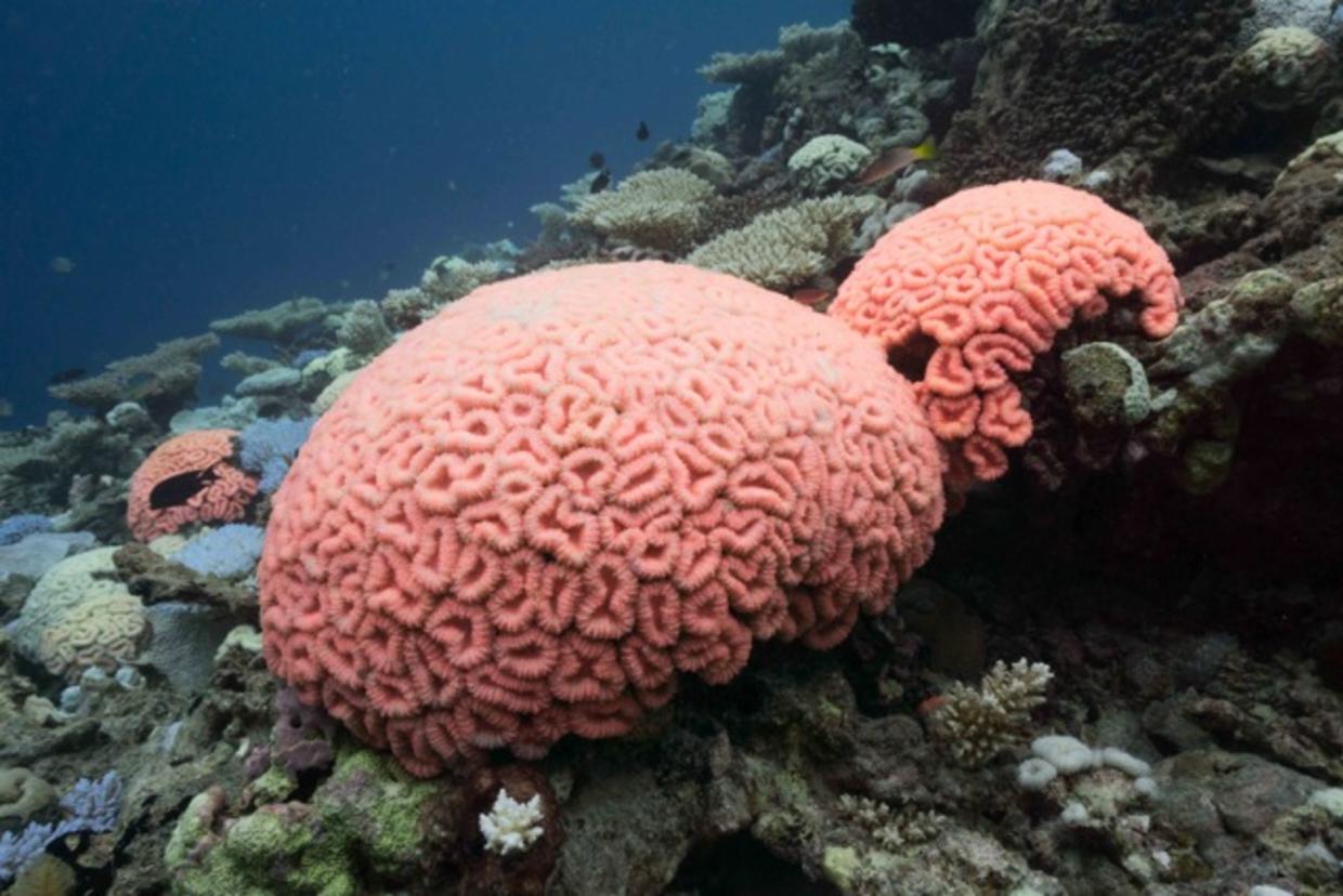 Coral bleaching hits Indian Ocean reefs CBS News