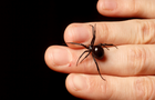 black-widow-hand-1.png 
