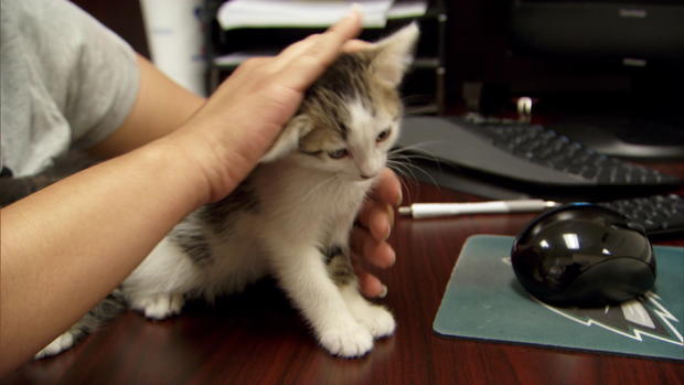 hartman-kitten-library-transferframe2467.jpg