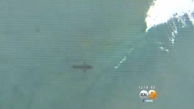 shark.jpg