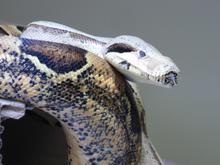 snake-7.jpg