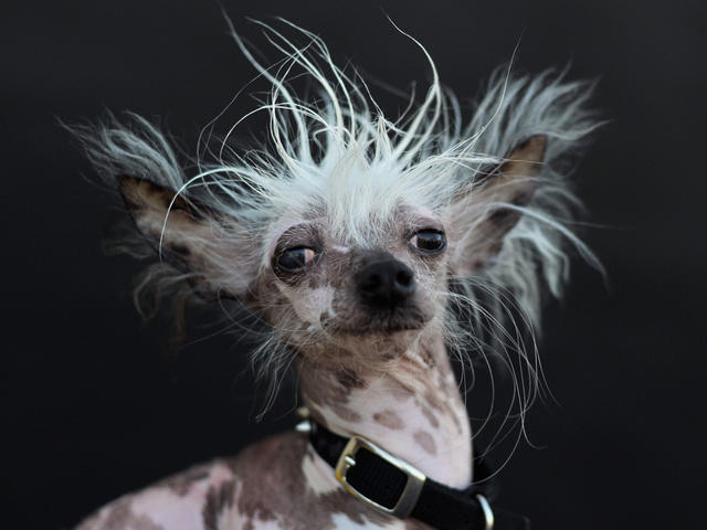 World's Ugliest Dog Contest 2015 - CBS News