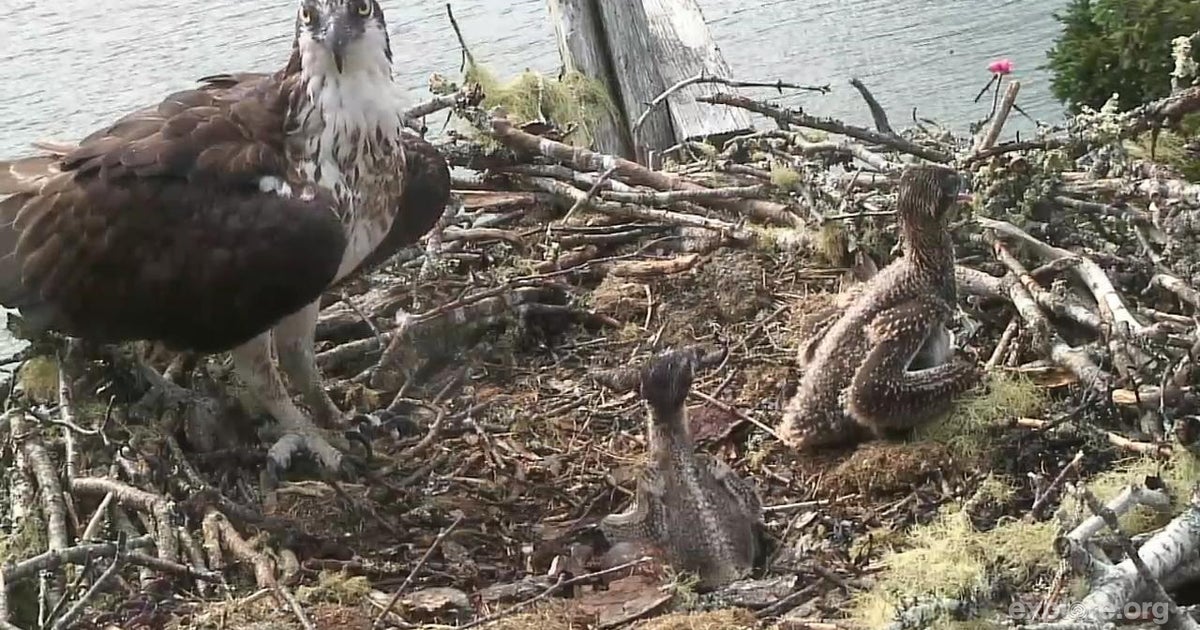 nature cam catches chick