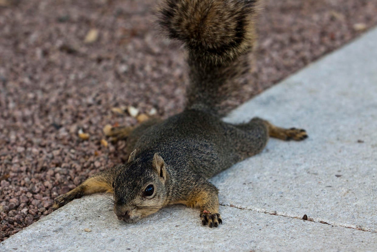 Squirrels going nuts Squirrels 1, Rest of the world 0 CBS News