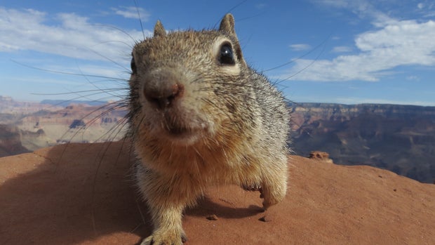 Squirrels: America's tiny menace