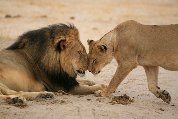 "Cecil" the lion walks through Zimbabwe's Hwange Game Reserve