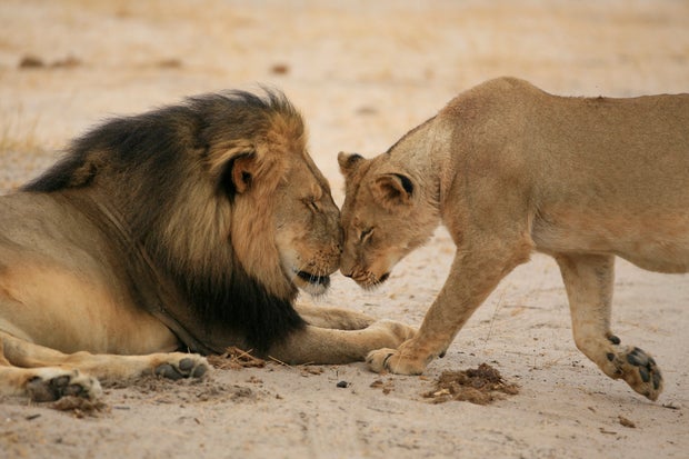 "Cecil" the lion walks through Zimbabwe's Hwange Game Reserve 