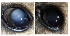 canine cataract drops