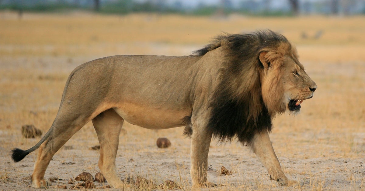 Passage Cecil The Lion Cbs News