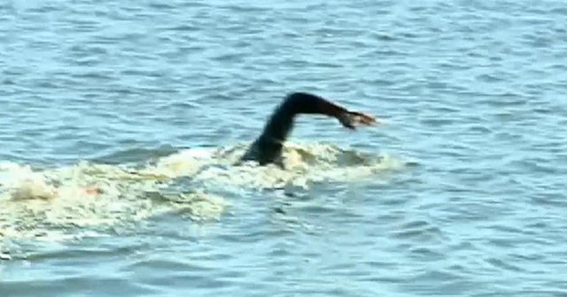 Navy combat veteran to swim the Mississippi River CBS News