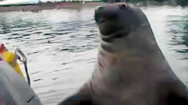 Elephant seal gets busted trying to sneak onto boat 