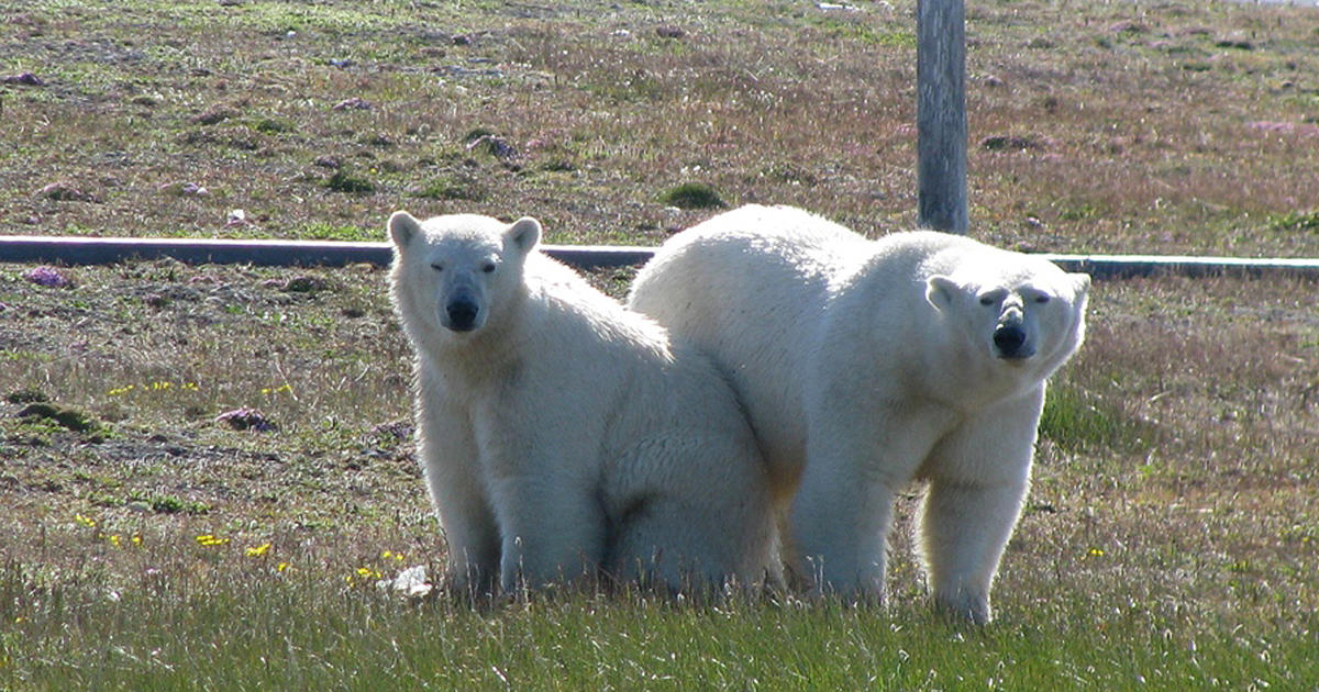 Polar bears trap Russian weather station workers - CBS News