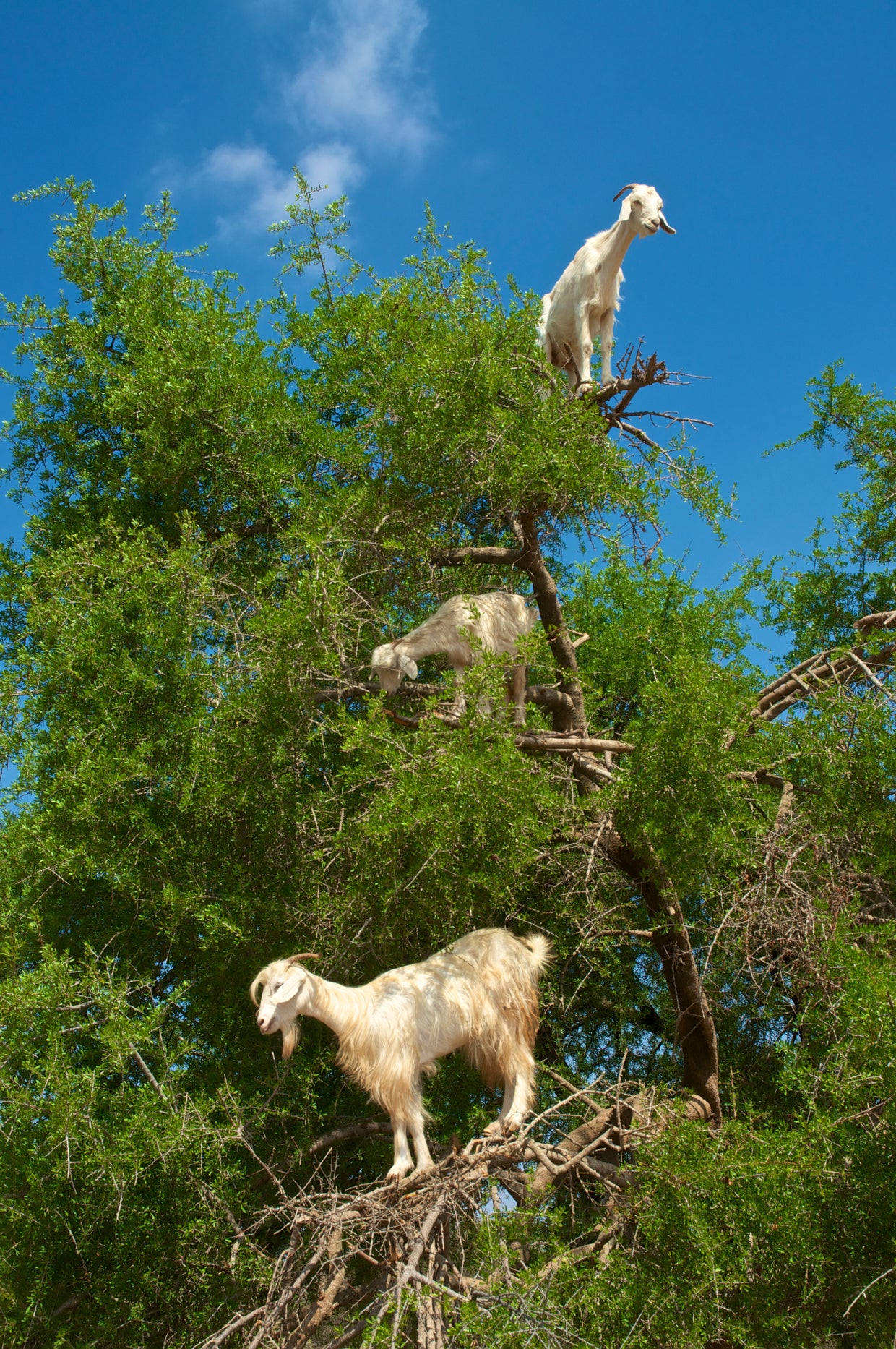 The poop of these Moroccan tree goats produces pricey argan oil