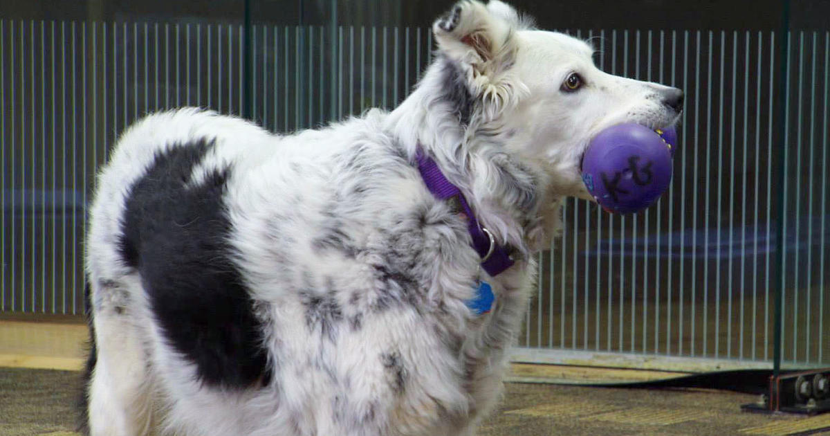 The Smartest Dog in the World CBS News