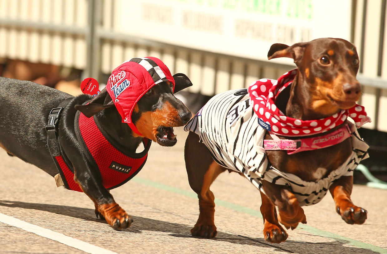 Dachshund dash inaugural Running of the Wieners Race in Melbourne