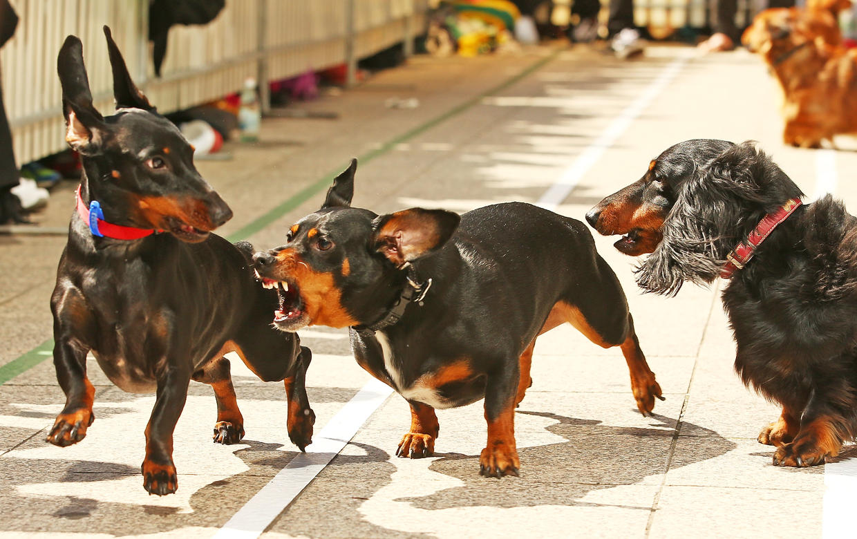 Dachshund dash - inaugural Running of the Wieners Race in Melbourne - CBS News