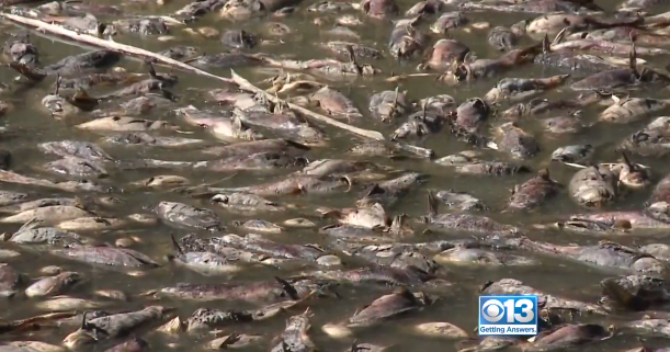 Thousands of fish die when Calif. lake runs dry overnight CBS News