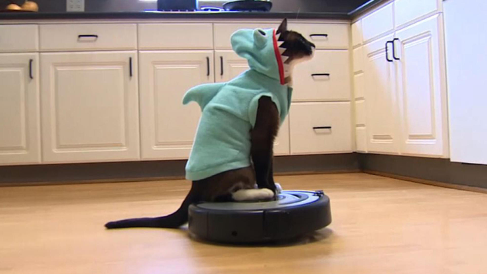 Shark-Cat: Meet the Roomba-riding CBS News