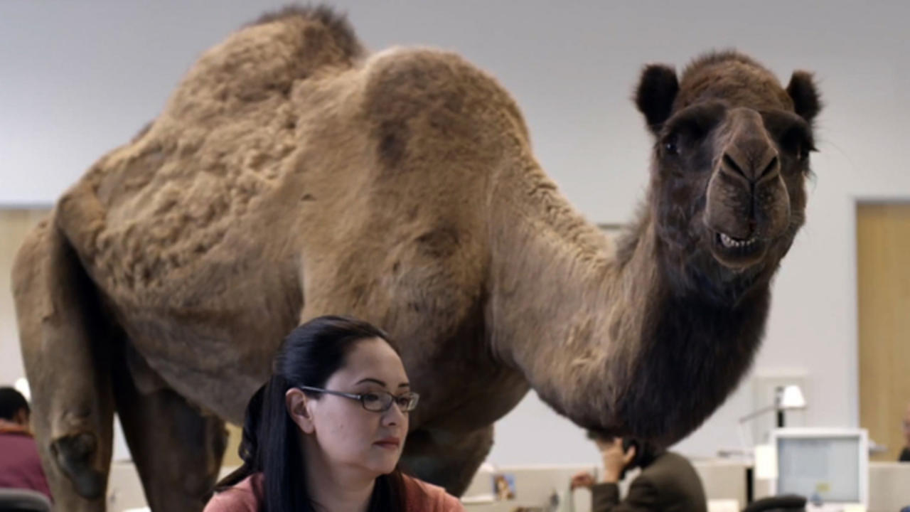 Hump Day Geico Commercial Creators Dish On Ad S Success Its Development Cbs News
