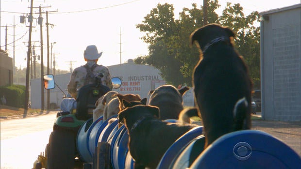 en1002hartmandogs08.jpg