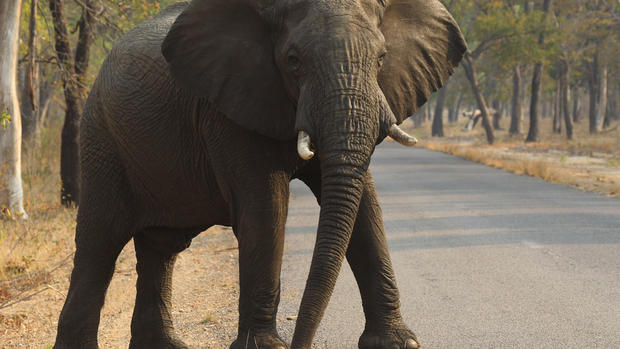 World Elephant Day: 25 wild animal facts 