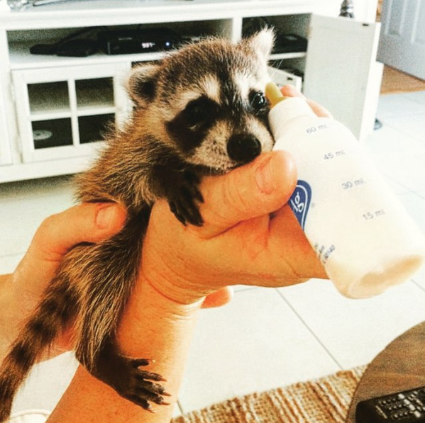 adopt a raccoon near me