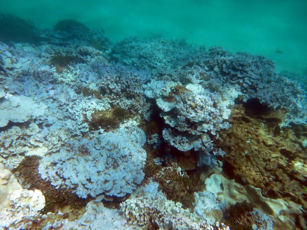 coral-bleaching-oct-2015.jpg