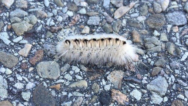caterpillar.jpg