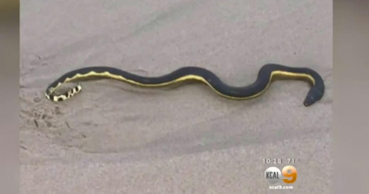 Poisonous Yellow Bellied Sea Snake Shows Up In California After 30