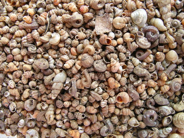 borneo-snail-sand.jpg