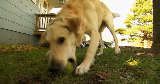 Sweetener in some sugarless gums can kill dogs CBS News