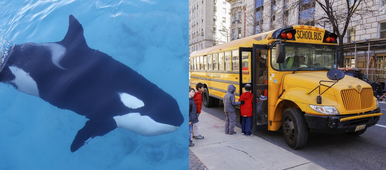 Killer whales - CBS News