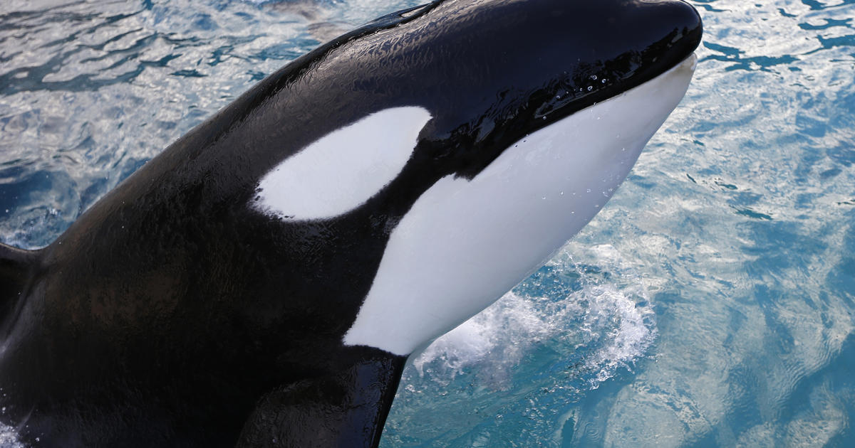 Killer Whales Cbs News