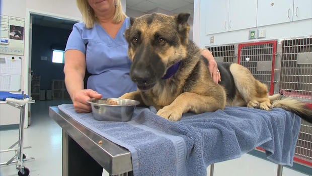 1113healthdogblooddonorstill.jpg