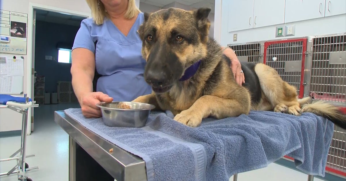 Dog blood donors in great demand CBS News