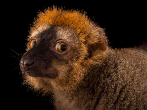 Nautilus - Joel Sartore's Photo Ark - Pictures - CBS News