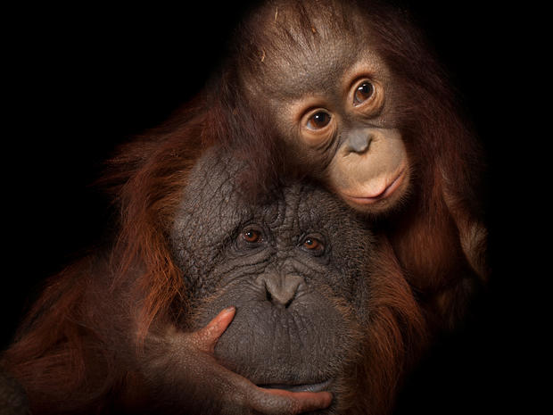 Inca Jay - Joel Sartore's Photo Ark - Pictures - CBS News