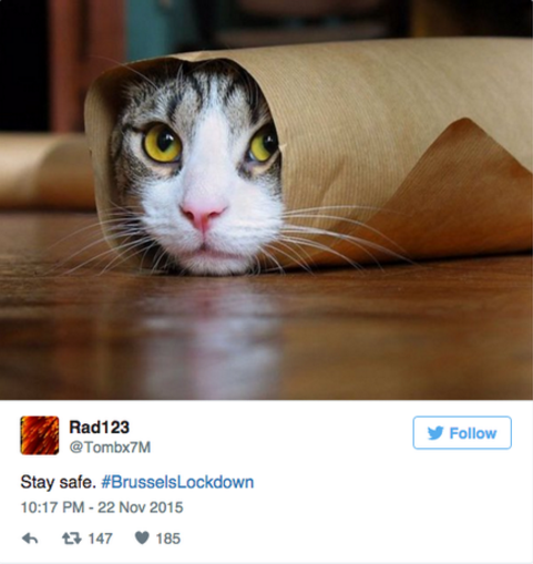 These cats are fighting terrorism CBS News