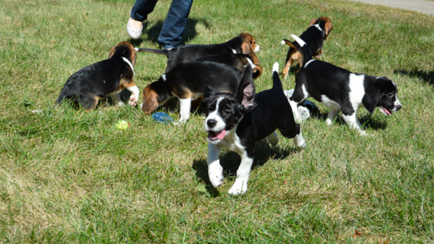 ivf-puppy-pack.png