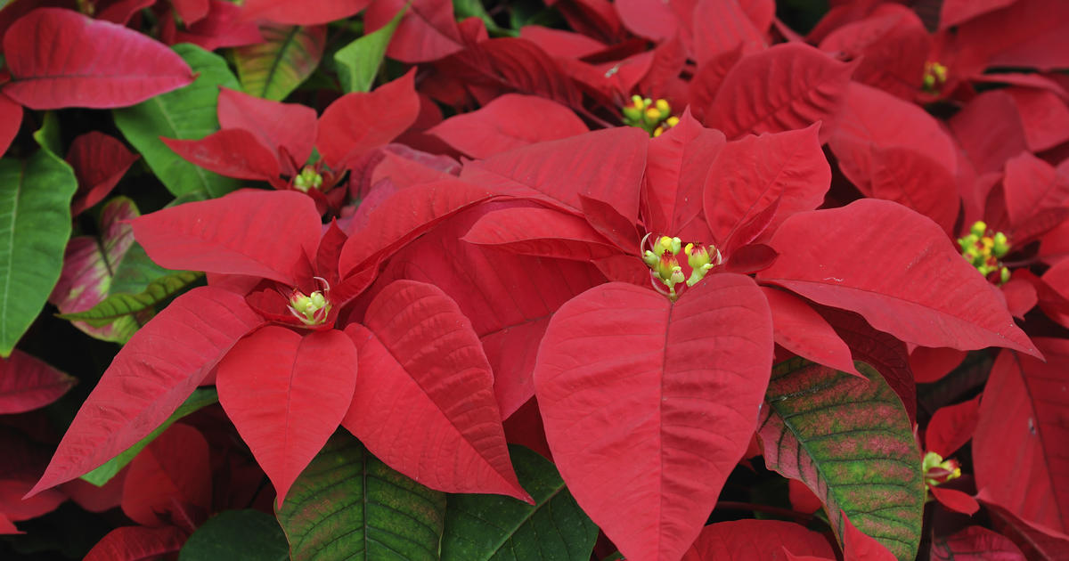 poinsettia toxic for dogs