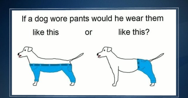 How should a dog wear pants? CBS News
