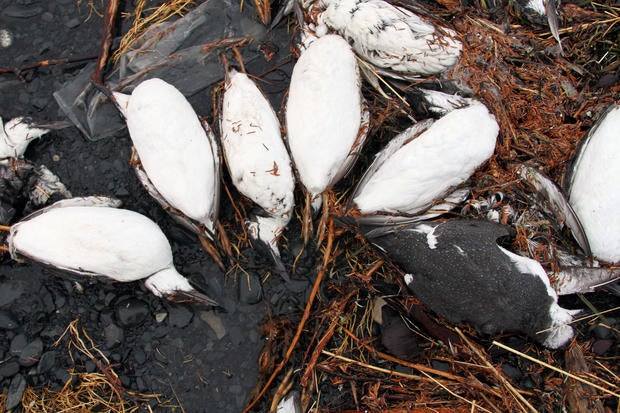 alaska-bird-deaths-group.jpg
