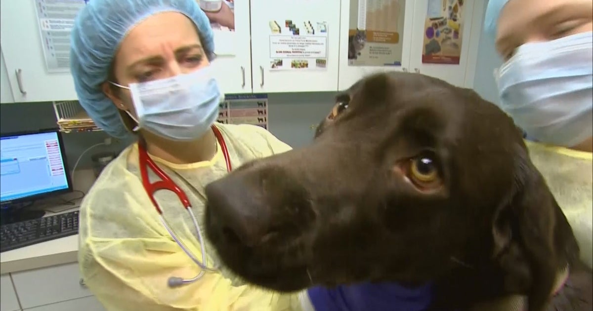 Dangerous strain of dog flu spreads concern across U.S. CBS News