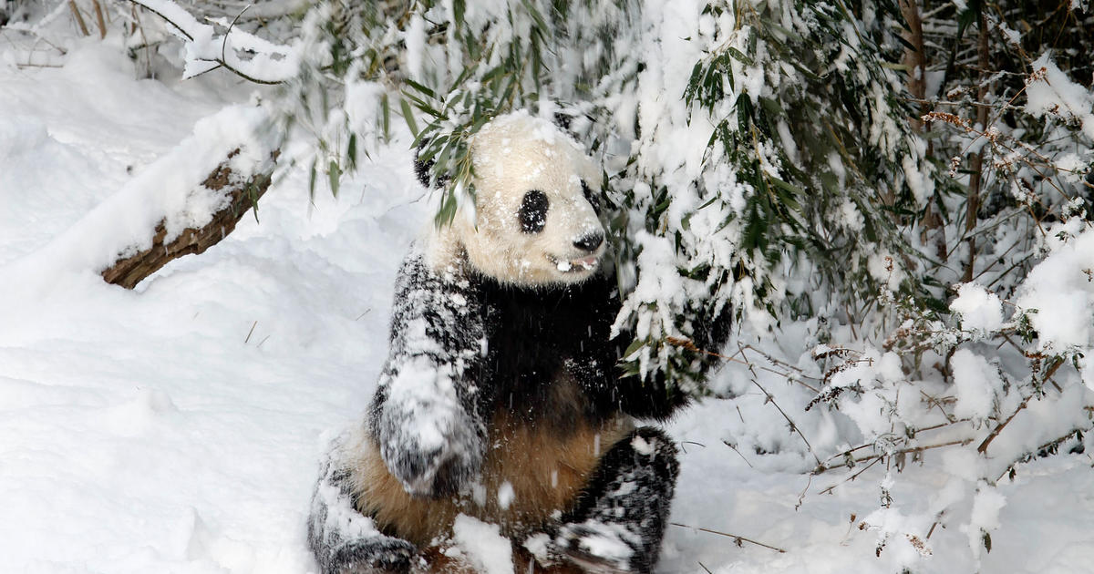 Панда в снегу скачать
