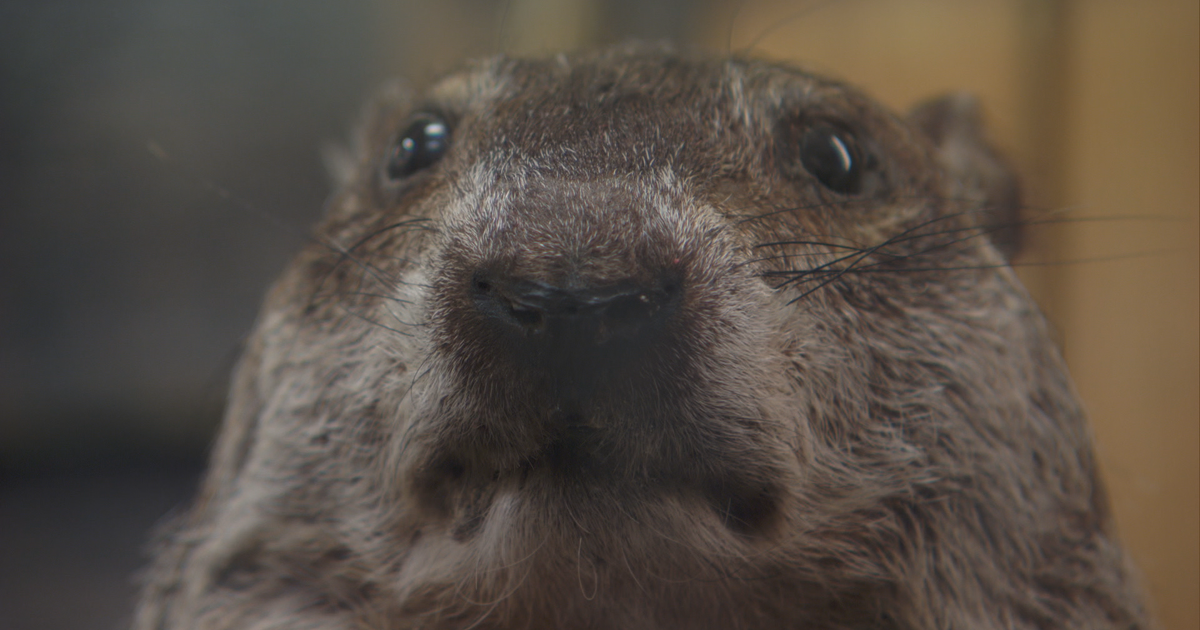 Wanted: Groundhog Day star for Wisconsin town - CBS News