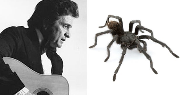 Dark, brooding tarantula species named for Johnny Cash CBS News