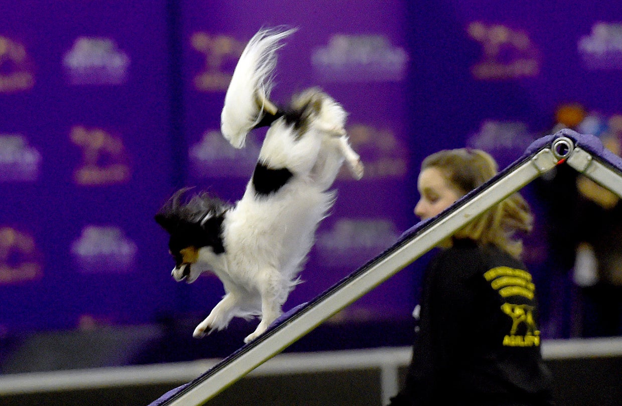 Which dog won Westminster's agility title? CBS News